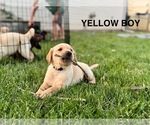 Small #5 Labrador Retriever