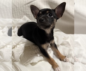 Rat Terrier Puppy for sale in WHITAKERS, NC, USA