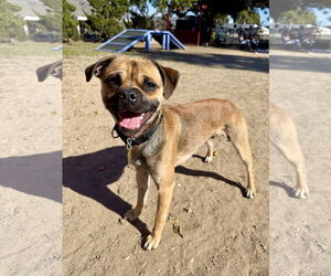Pug-Unknown Mix Dogs for adoption in Seal Beach, CA, USA