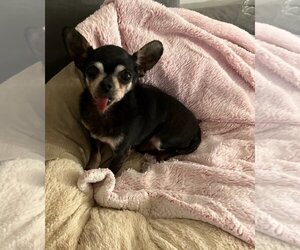 Chihuahua Dogs for adoption in Taunton, MA, USA