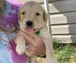 Puppy 2 Doodle-Golden Retriever Mix