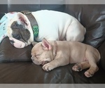 Small #9 French Bulldog