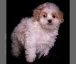 Small #1 Maltipoo (Miniature)