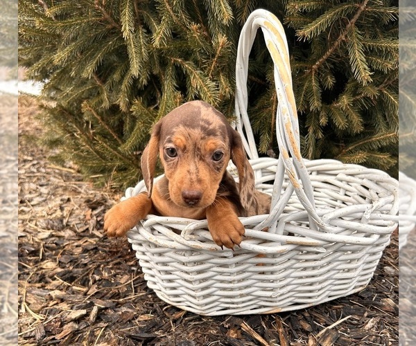 Medium Photo #5 Dachshund Puppy For Sale in MIDDLEBURY, IN, USA