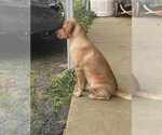 Small #7 Labrador Retriever