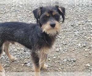 Mutt Dogs for adoption in Santa Cruz, CA, USA