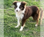 Small Photo #1 Miniature Australian Shepherd Puppy For Sale in BROOKER, FL, USA