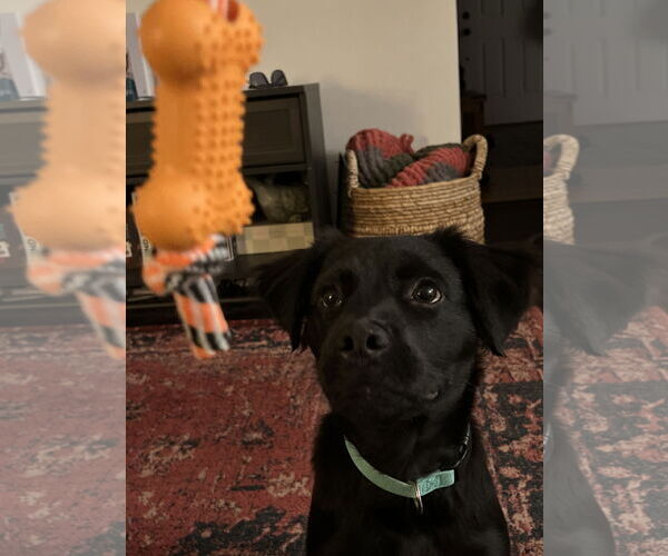 Medium Photo #9 Border Collie-Golden Retriever Mix Puppy For Sale in Virginia Beach, VA, USA