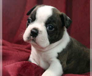 Boston Terrier Puppy for Sale in BROOKSVILLE, Florida USA