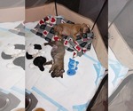 Small #2 American Staffordshire Terrier-Boxer Mix