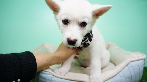 Medium Photo #3 Siberian Husky Puppy For Sale in LAS VEGAS, NV, USA