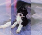 Small Photo #10 Aussiedoodle Miniature  Puppy For Sale in DURHAM, CT, USA