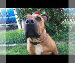 Small #6 Boxer-Staffordshire Bull Terrier Mix