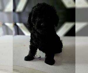 YorkiePoo Puppy for sale in CONWAY, SC, USA