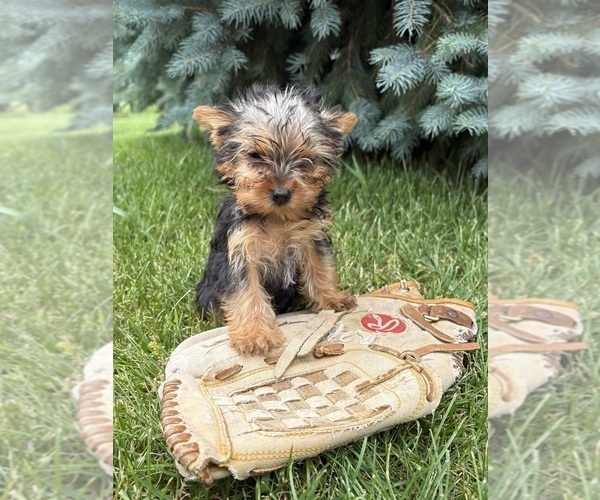 Medium Photo #3 Yorkshire Terrier Puppy For Sale in MIDDLEBURY, IN, USA