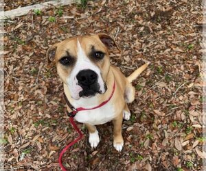 Mutt Dogs for adoption in Hilton Head, SC, USA