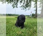 Puppy Puppy 3 Pug