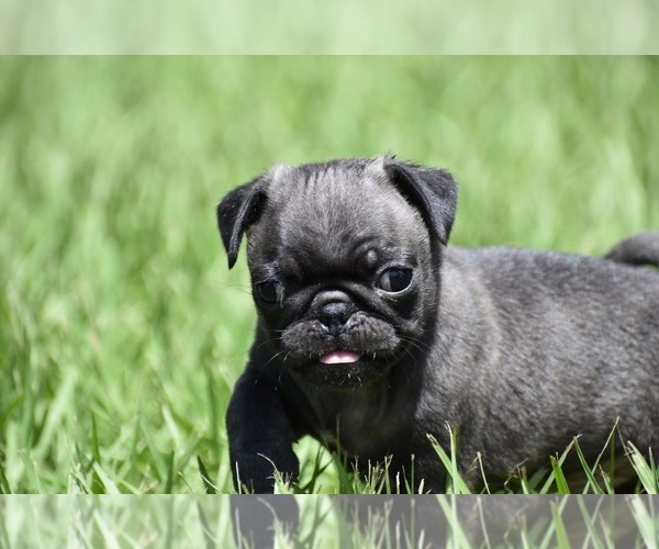 Medium Photo #7 Pug Puppy For Sale in PALM COAST, FL, USA