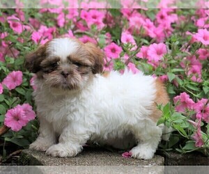 Shih Tzu Puppy for sale in FREDERICKSBG, OH, USA