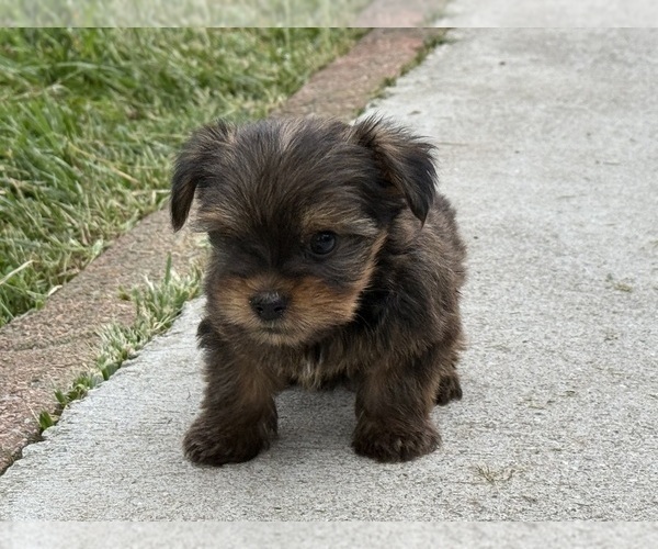 Medium Photo #3 Yorkshire Terrier Puppy For Sale in NEWTON, NC, USA