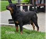 Small Photo #1 Rottweiler Puppy For Sale in MILLERSBURG, OH, USA