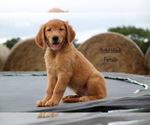 Small Photo #16 Golden Retriever Puppy For Sale in KEMP, TX, USA