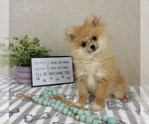 Pomeranian Puppy for sale in INDIANAPOLIS, IN, USA