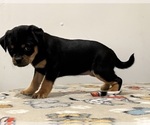 Small Photo #22 Carlin Pinscher Puppy For Sale in COBB, WI, USA