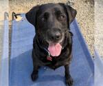 Small #14 Labrador Retriever