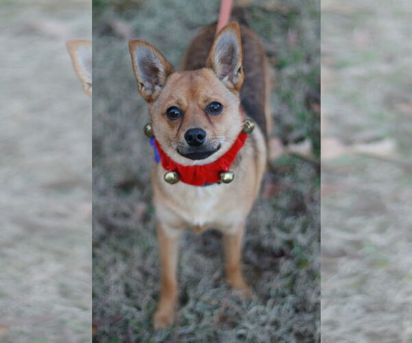 Medium Photo #4 Pineranian Puppy For Sale in Cookeville, TN, USA