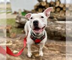 Small #3 American Pit Bull Terrier