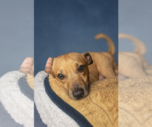 Chihuahua Dogs for adoption in Oakhurst, NJ, USA