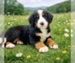 Small #2 Bernese Mountain Dog
