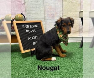 Mutt Dogs for adoption in Springdale, PA, USA