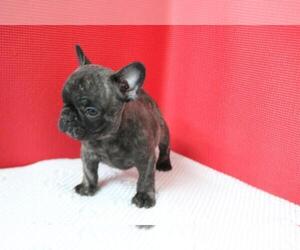 French Bulldog Puppy for sale in HOLLYWOOD, FL, USA