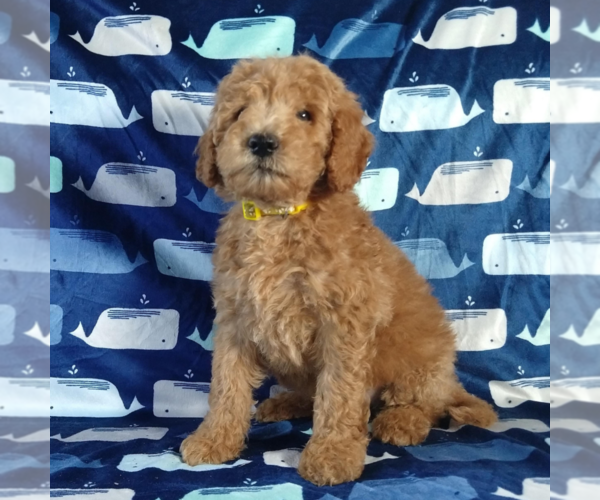 Medium Photo #1 Goldendoodle Puppy For Sale in PAULINE, SC, USA