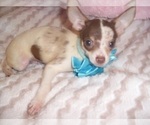 Small Photo #10 Chihuahua Puppy For Sale in JACKSON, MS, USA
