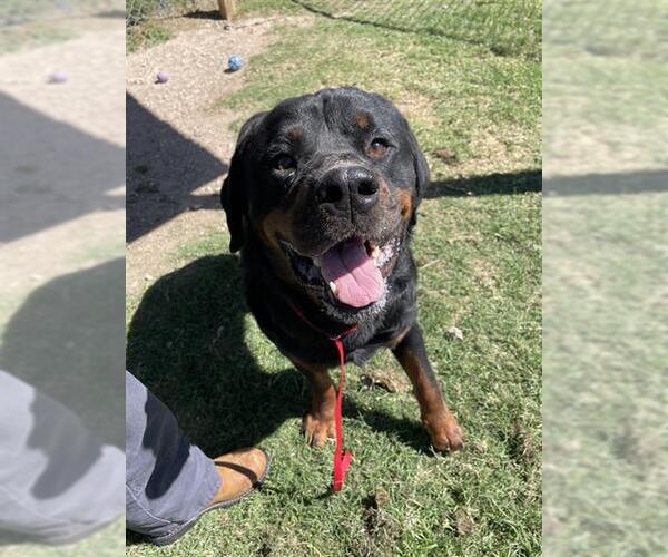 Medium Photo #2 Rottweiler Puppy For Sale in Rosenberg, TX, USA