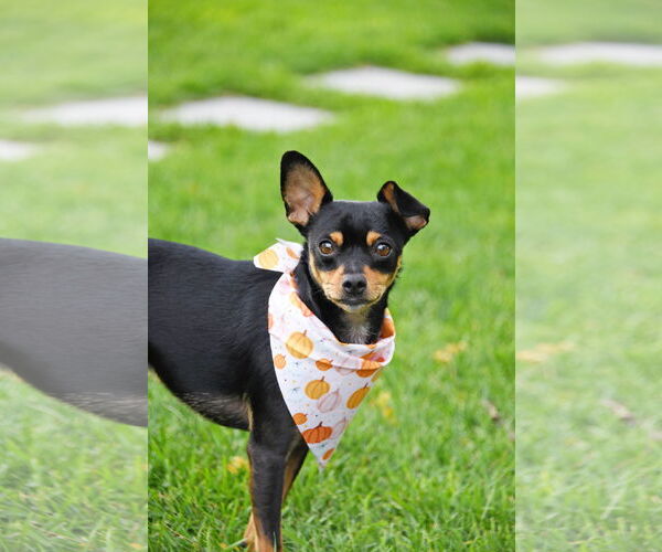 Medium Photo #6 Chipin Puppy For Sale in Sandy, UT, USA