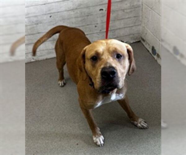 Medium Photo #1 American Pit Bull Terrier-Labrador Retriever Mix Puppy For Sale in San Bernardino, CA, USA