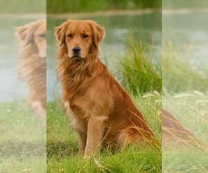 Father of the Golden Retriever puppies born on 06/23/2025