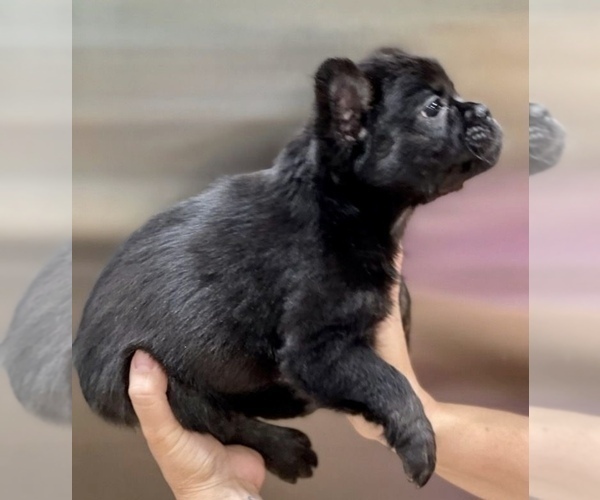 Medium Photo #10 French Bulldog Puppy For Sale in WOODLAND HILLS, CA, USA