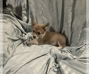 Pembroke Welsh Corgi Puppy for sale in MERCED, CA, USA