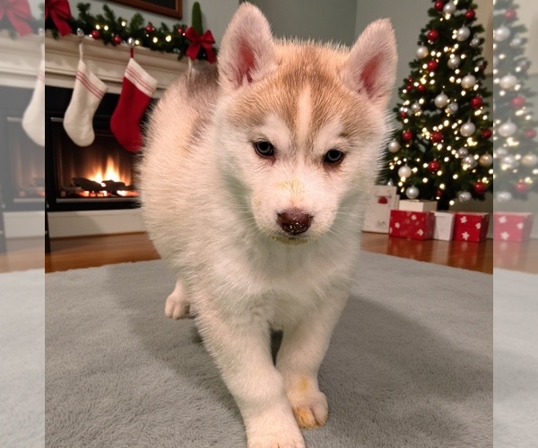 Medium Photo #3 Siberian Husky Puppy For Sale in MADERA, CA, USA