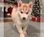 Puppy Puppy 2 Siberian Husky