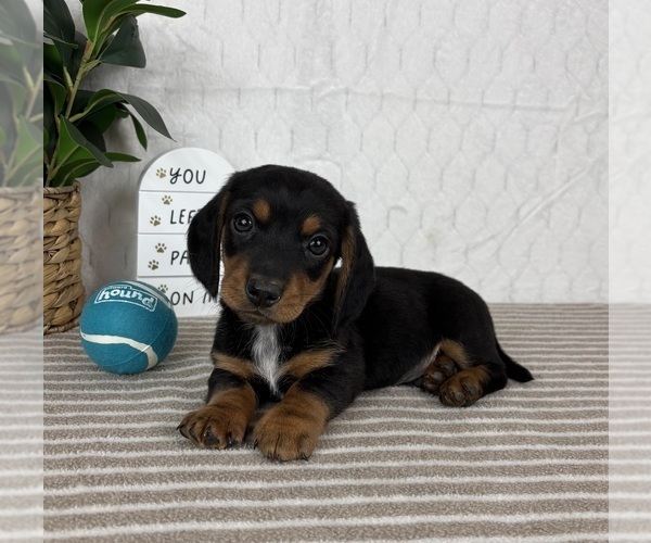Medium Photo #3 Dachshund Puppy For Sale in GREENFIELD, IN, USA