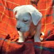 Small Photo #131 Dogo Argentino Puppy For Sale in PINEVILLE, MO, USA