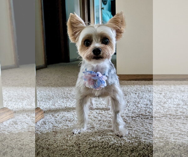 Medium Photo #1 Mutt Puppy For Sale in St. Louis Park, MN, USA