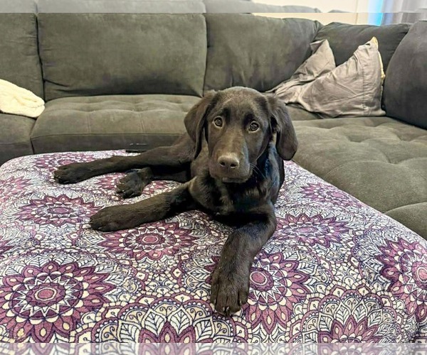 Medium Photo #2 Labrador Retriever-Unknown Mix Puppy For Sale in Sandy, UT, USA
