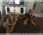 Small Photo #2 Airedale Terrier Puppy For Sale in GILBERT, AZ, USA